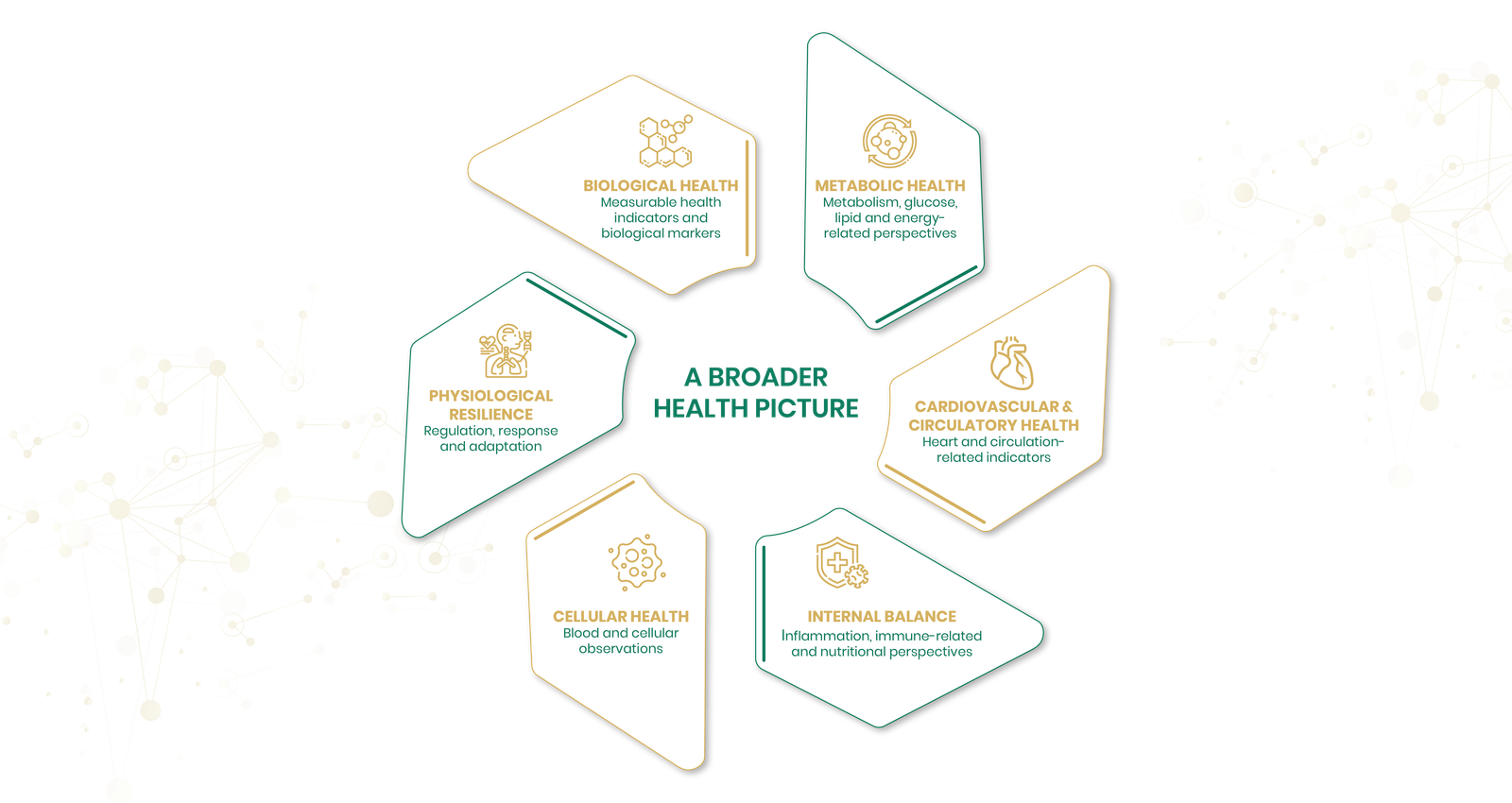 A broader health picture showing biological, metabolic, cardiovascular, physiological, cellular and internal balance perspectives